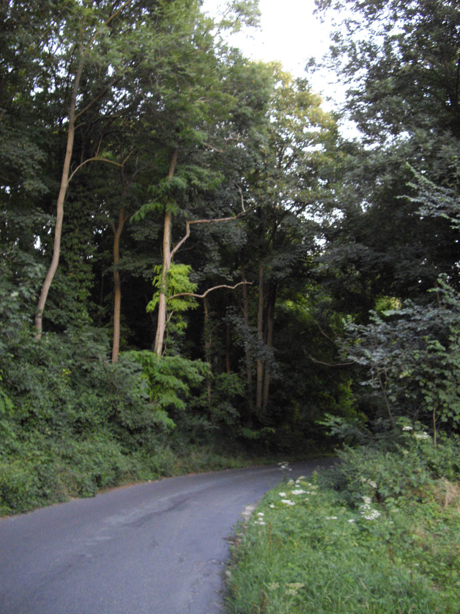 La forêt de Rocquemont